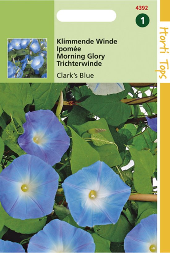 Pronkwinde Clarks Blue (Ipomoea) 60 zaden